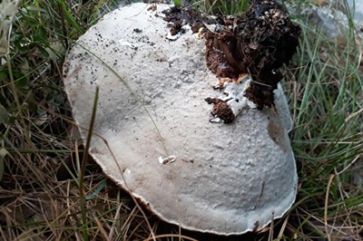 ganoderma-resinaceum4