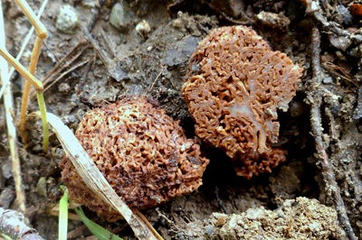 Gautieria graveolens