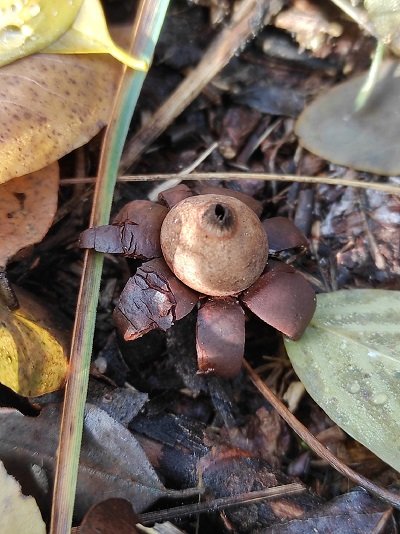 Geastrum corollinum