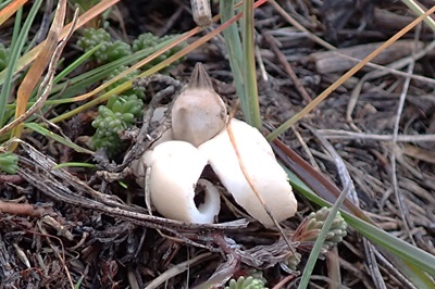 Geastrum elegans