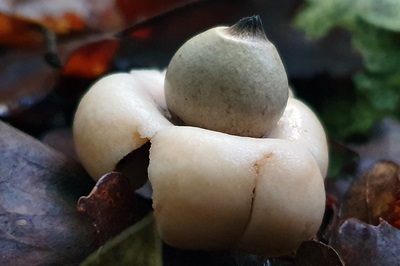 geastrum-fimbriatum1