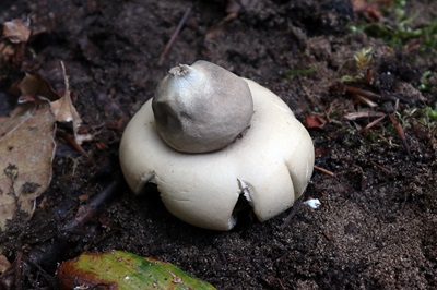 geastrum-fimbriatum2