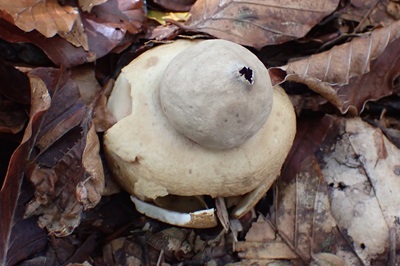 geastrum-fimbriatum3