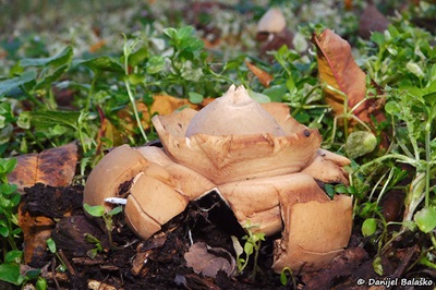Geastrum michelianum