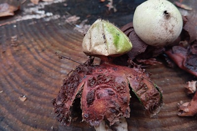 geastrum-michelianum5