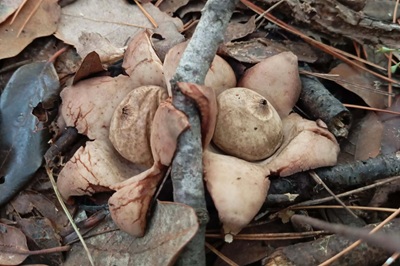 geastrum-michelianum6
