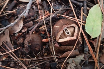 geastrum-michelianum8