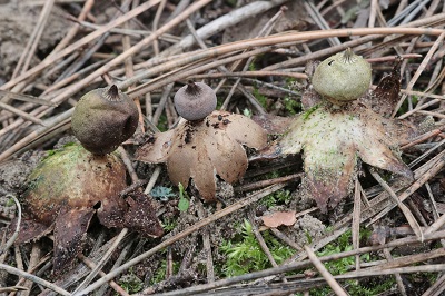 Geastrum pseudostriatum