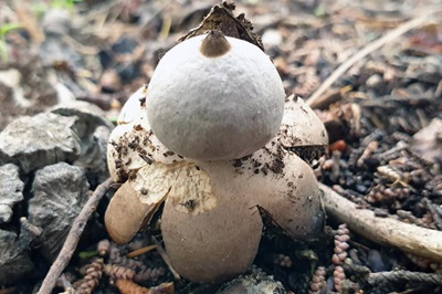 Geastrum saccatum