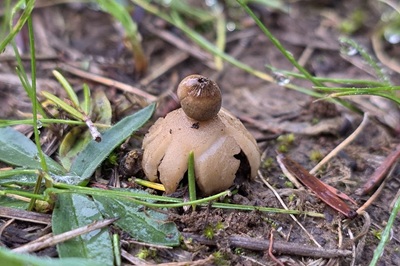 Geastrum senoretiae