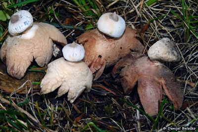 Geastrum striatum