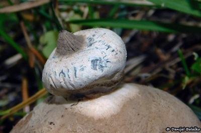 geastrum-striatum1