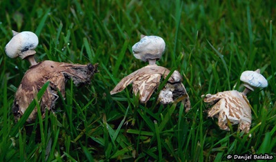 geastrum-striatum2