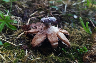 geastrum-striatum3