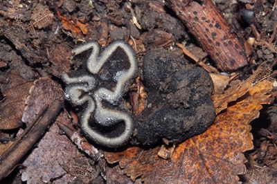 Genea fragrans
