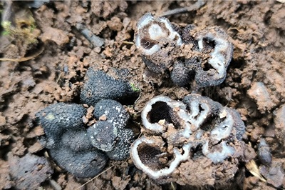 Genea verrucosa