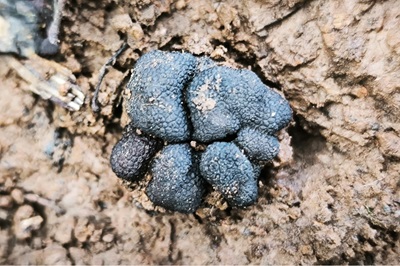 genea-verrucosa1