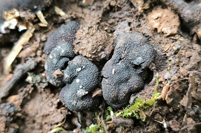 genea-verrucosa2