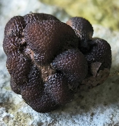 genea-verrucosa3