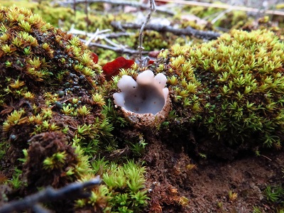 Geopora arenosa
