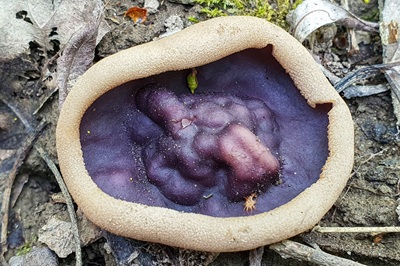 Geoscypha ampelina