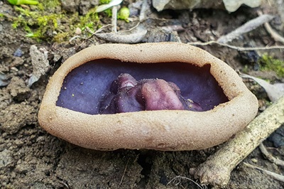 geoscypha-ampelina1