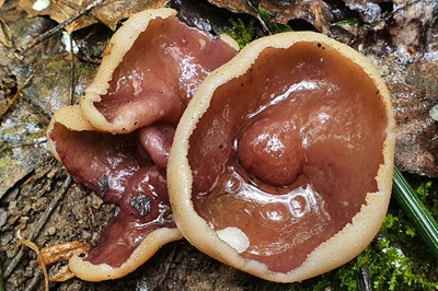 geoscypha-ampelina3