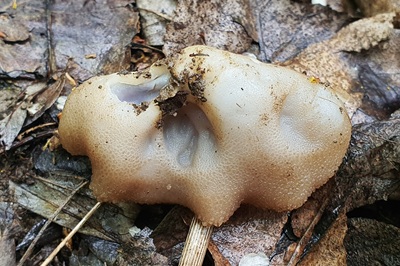 geoscypha-ampelina5