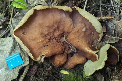 geoscypha-ampelina6