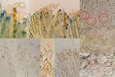 geoscypha-ampelina7