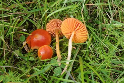 Gliophorus europerplexus