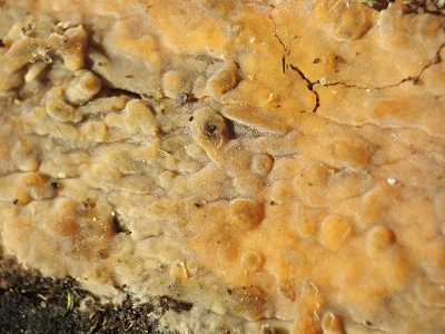 Gloeocystidiellum luridum