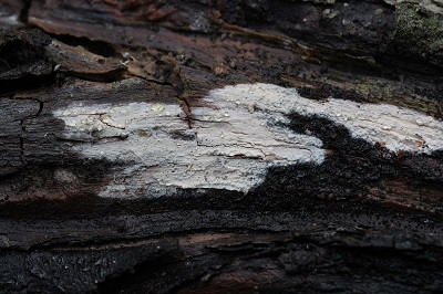 Gloeocystidiellum porosum