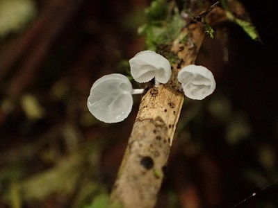 Gloiocephala caricis