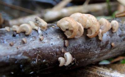 Gloiocephala menieri