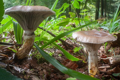 Gomphidius glutinosus