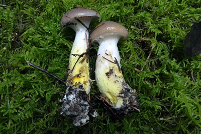 gomphidius-glutinosus1