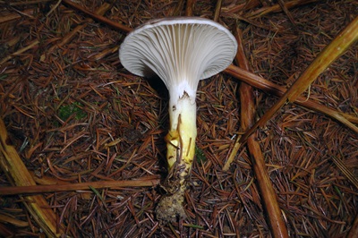 gomphidius-glutinosus2