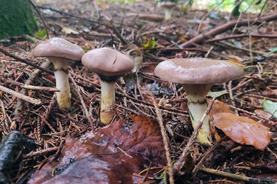 gomphidius-glutinosus3
