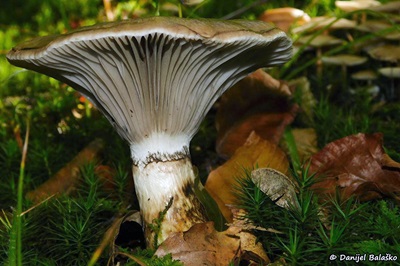gomphidius-glutinosus4