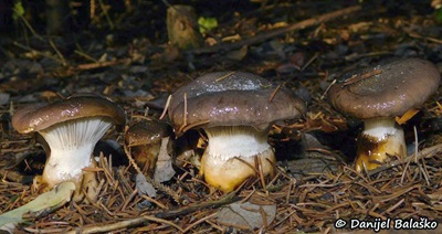 gomphidius-glutinosus5
