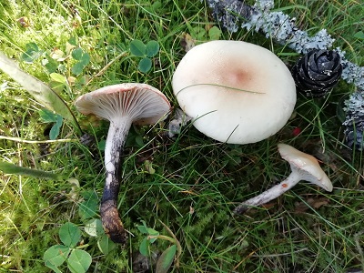 Gomphidius maculatus