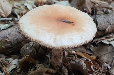 Gomphidius maculatus