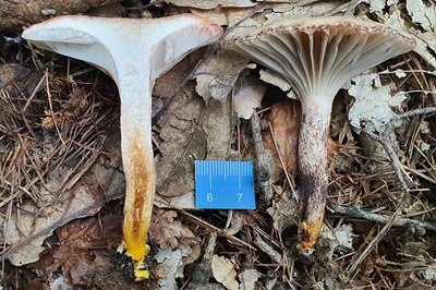 gomphidius-maculatus1