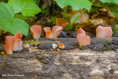 Guepinia helvelloides