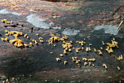 Guepiniopsis buccina