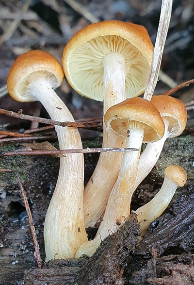 gymnopilus-penetrans1