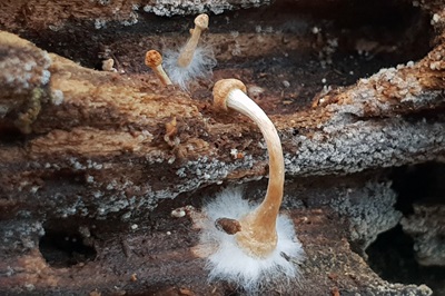 gymnopilus-penetrans2