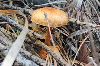 gymnopilus-penetrans3
