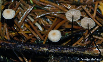 Gymnopus androsaceus